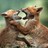 Quarrel profile pic
