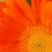 faraway profile pic