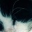 moonlamb profile pic