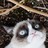 breadtangle profile pic