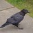 rowantree67 profile pic