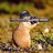 Stef_311 profile pic