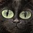 funkykitteh profile pic