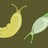fienemannia profile pic