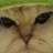 hipchicagomom profile pic