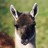 llama_lover profile pic