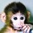 The Monkey King profile pic