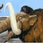 Ginger Mammoth profile pic