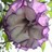purrple_daturra profile pic