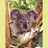 vjkoala profile pic