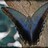 ButterflyWings profile pic