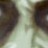 TheDesktopZombie profile pic
