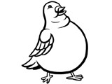 fat pigeon
