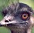 eruwenfuin profile pic