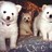 DogDancers profile pic