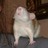 tacitdiddle profile pic