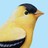 debrajean profile pic