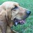 sniffydogs profile pic
