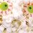 piedpopper profile pic