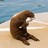 pocket_penguin profile pic