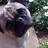 puglove profile pic
