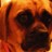 PudgePuggle profile pic