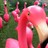 chi_chi profile pic