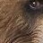 nalle profile pic