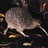 koalakiwi49 profile pic
