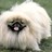 pandaness profile pic