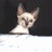 sinbad profile pic