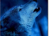 iwolfx