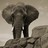 myuill profile pic