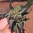 dankgirl profile pic