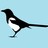 Glass_Magpie profile pic