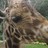 miss.dulcinea profile pic