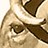 CoolCow profile pic