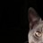 gurglemeow profile pic