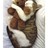 g_the_kitty profile pic