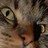erkala profile pic