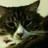 Chairman__Meow profile pic