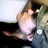 dimlylitstar profile pic