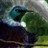 rav3ndesign profile pic