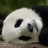 silvana_ip profile pic