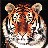 Graphic Tiger profile pic