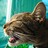 Randalstik profile pic