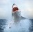 shirtshark profile pic
