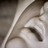 clistere2 profile pic