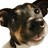 StevieTheDog profile pic