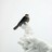 contrariwise profile pic